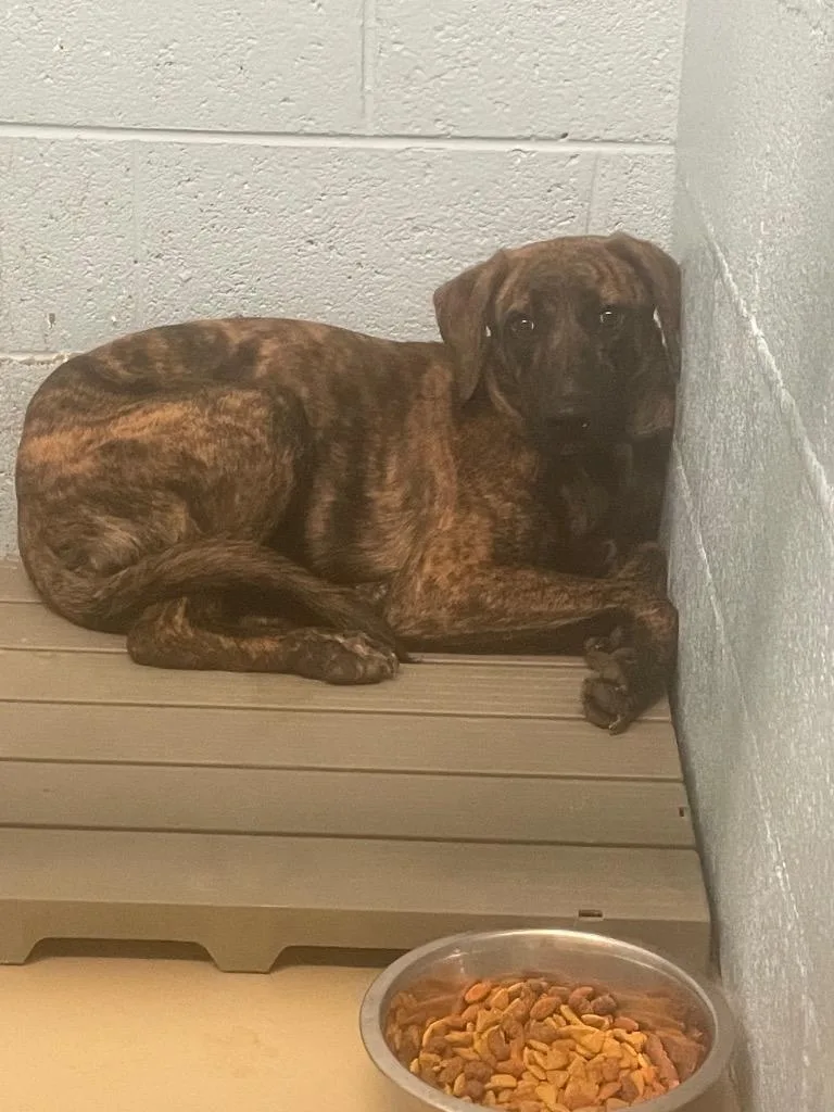 A young large-sized male Catahoula Leopard Dog dog named Smoky for adoption in Blountville, TN