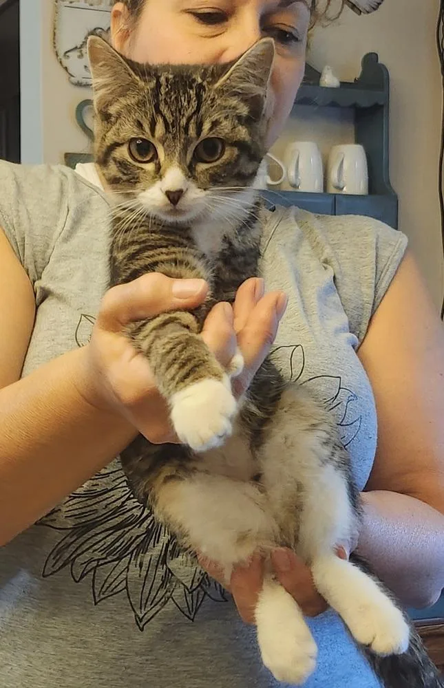 A baby medium-sized female Domestic Short Hair cat named Gemini for adoption in East Greenville, PA
