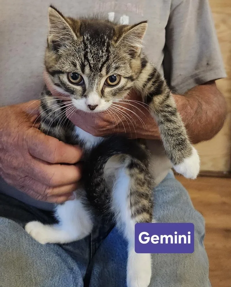 Gemini thumbnail 3
