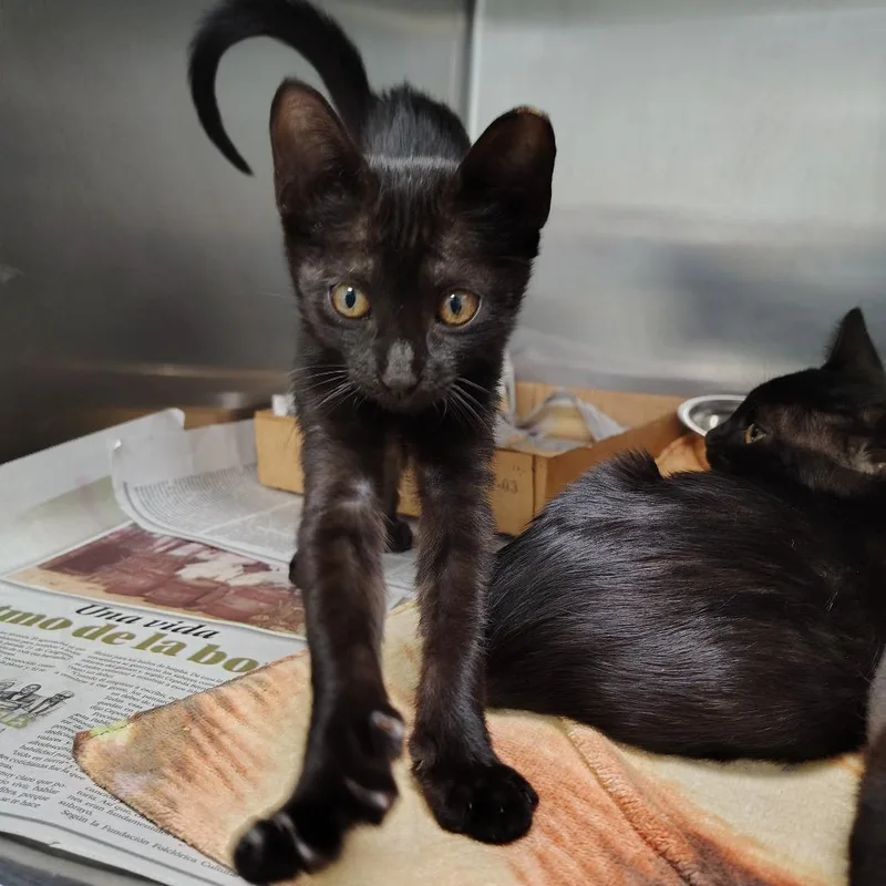 A baby small-sized male Black Domestic Short Hair cat named Ponce for adoption in Vieques, PR