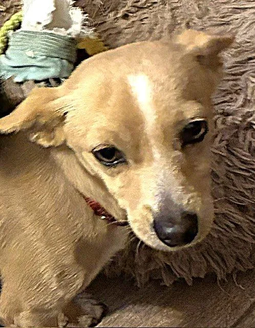 A young small-sized male Yellow / Tan / Blond / Fawn Miniature Dachshund dog named Snickers for adoption in Fort Worth, TX