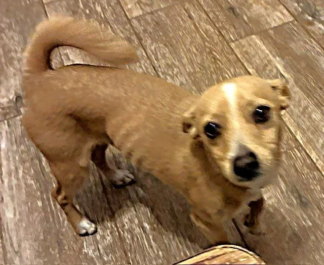 Snickers thumbnail 2