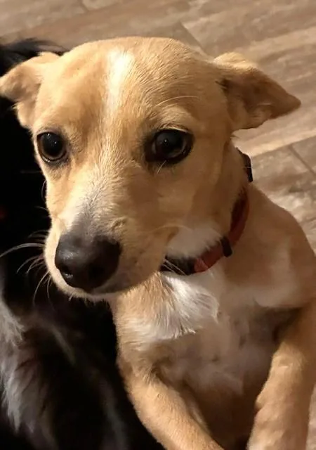Snickers thumbnail 3