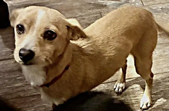 Snickers thumbnail 4