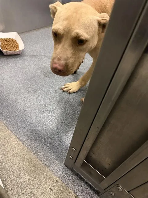 An adult large-sized male Mixed Breed dog named Johnny for adoption in Dallas, TX