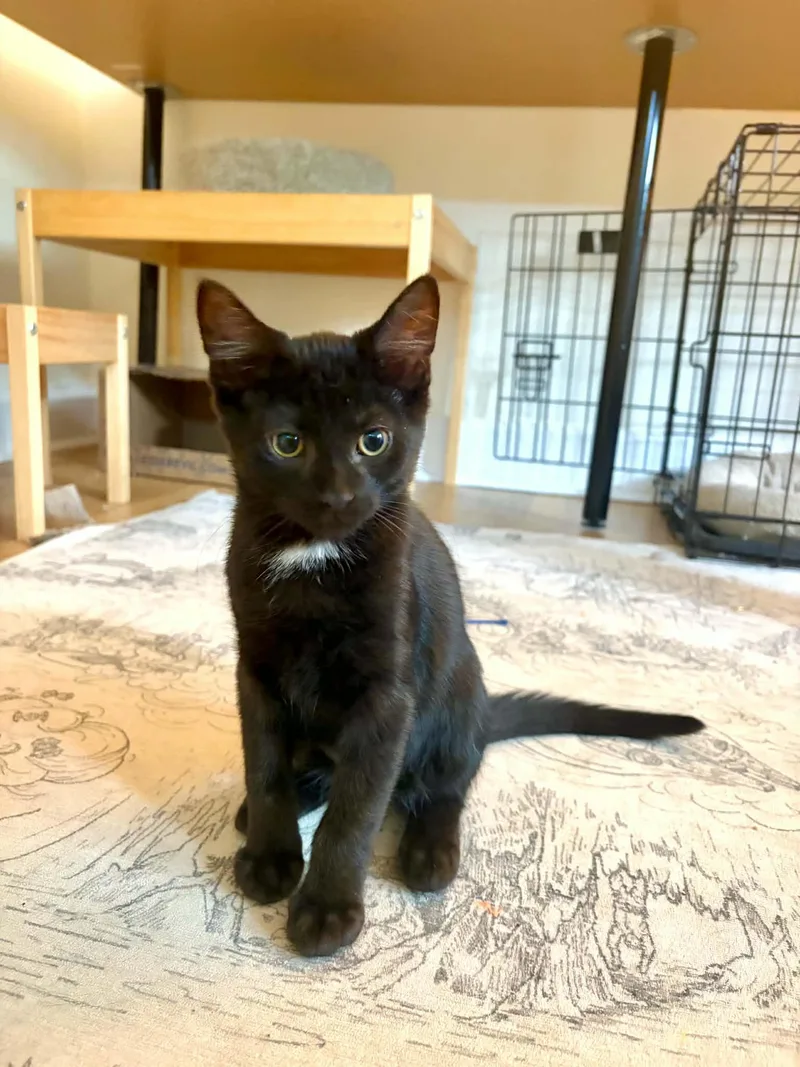 A baby small-sized male Black Domestic Short Hair cat named Mufasa for adoption in Wilmington, NC