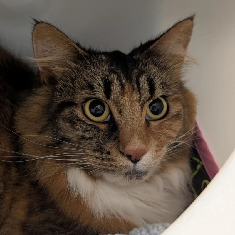 A young medium-sized female Domestic Long Hair cat named Phoebe for adoption in Shoreline, WA