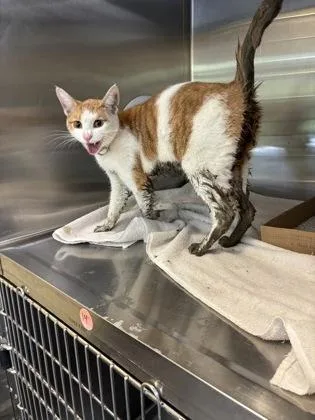 A baby small-sized male Domestic Short Hair cat named Oscar for adoption in Independence, MO
