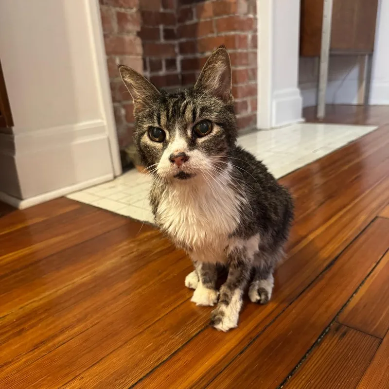 Lady Crunchie thumbnail 2