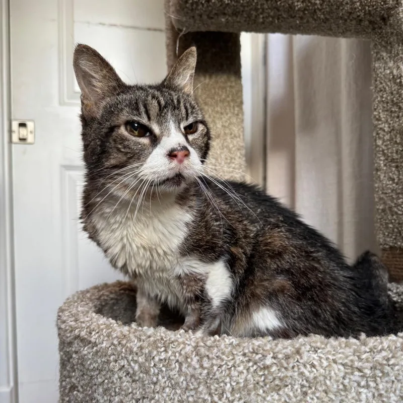 Lady Crunchie thumbnail 4