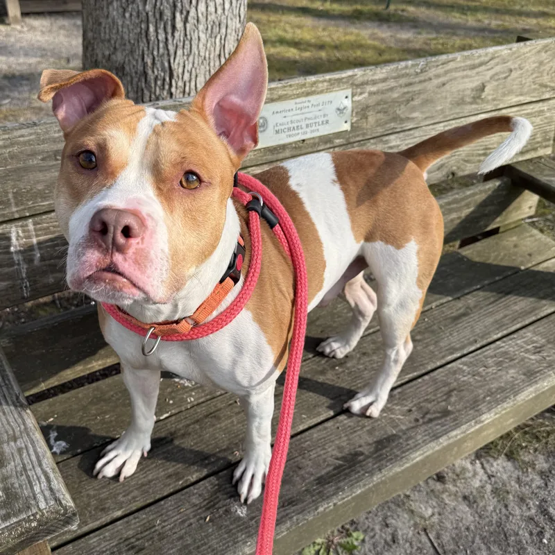 An adult medium-sized male Red / Chestnut / Orange Pit Bull Terrier dog named Polo for adoption in Eatontown, NJ