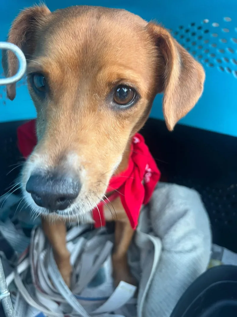 An adult small-sized male Dachshund dog named Eduardo for adoption in Jenkintown, PA