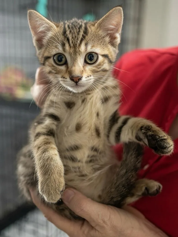 A baby small-sized male Gray & White Domestic Short Hair cat named Travis for adoption in Colorado Springs, CO