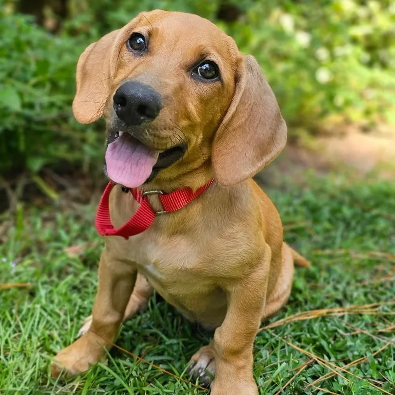 A baby medium-sized female Mixed Breed dog named Faith for adoption in BONIFAY, FL