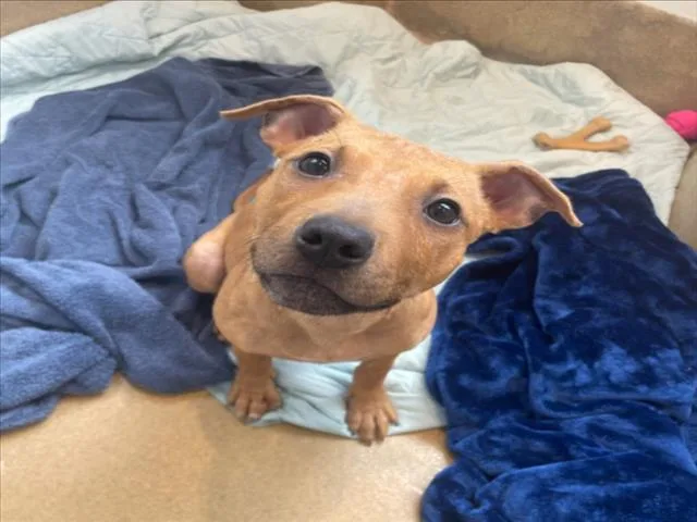 A young small-sized female Black Mouth Cur dog named Winnie for adoption in Derwood, MD