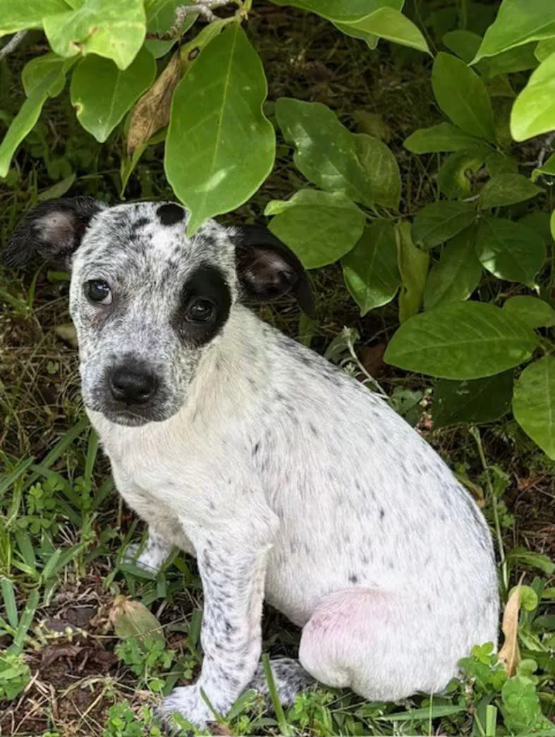 A baby medium-sized female Merle (Blue) Australian Cattle Dog / Blue Heeler dog named Kriket for adoption in Watertown, CT
