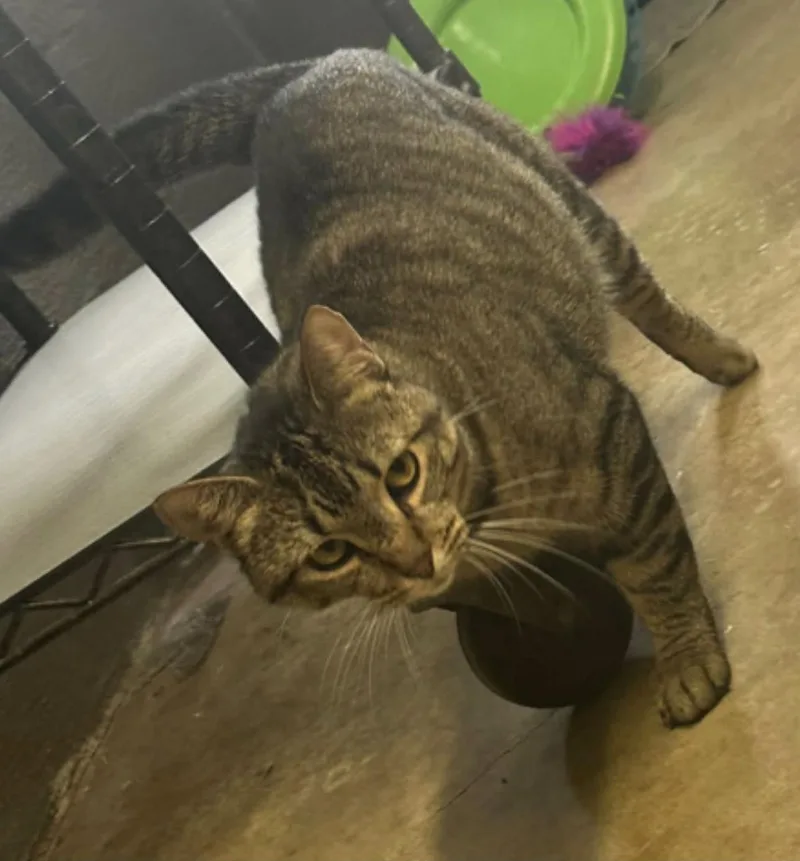 An adult medium-sized female Tabby (Gray / Blue / Silver) Domestic Short Hair cat named Izzy for adoption in Vicksburg, MS