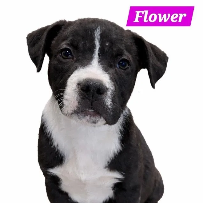 Flower thumbnail 3