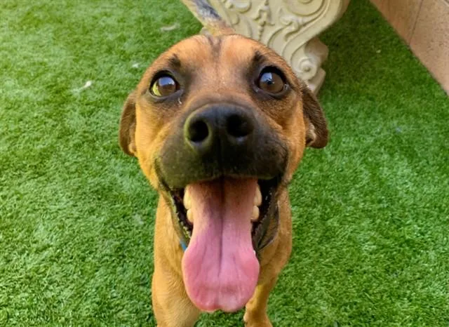 A young small-sized male Yellow / Tan / Blond / Fawn Chihuahua dog named SAVE ME PLEASE Cody for adoption in San Marcos, CA