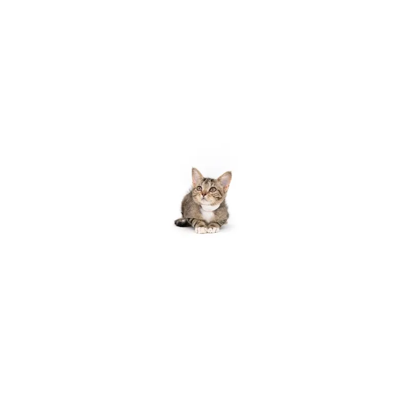 A baby small-sized female Brown / Chocolate Domestic Short Hair cat named Cider for adoption in Playa Vista, CA