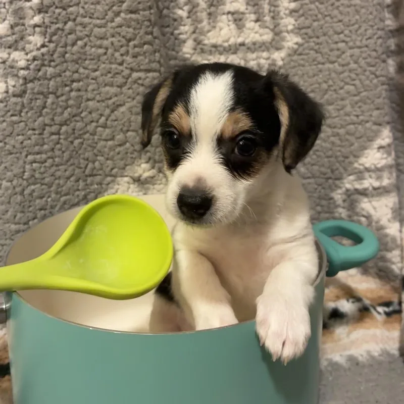 A baby small-sized female White / Cream Wire Fox Terrier dog named Chicken and Stars for adoption in Northbrook, IL