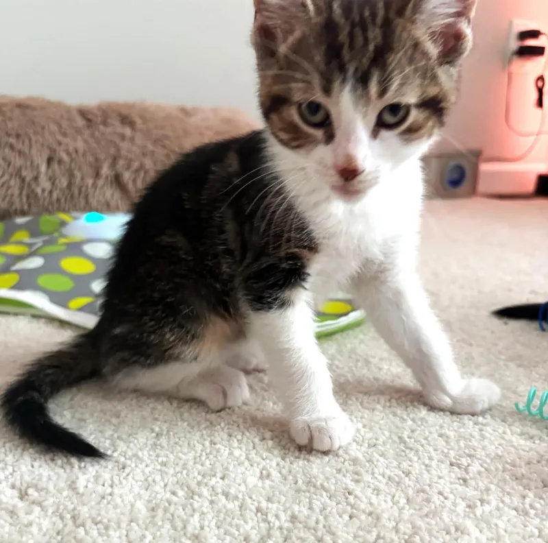 Chickpea