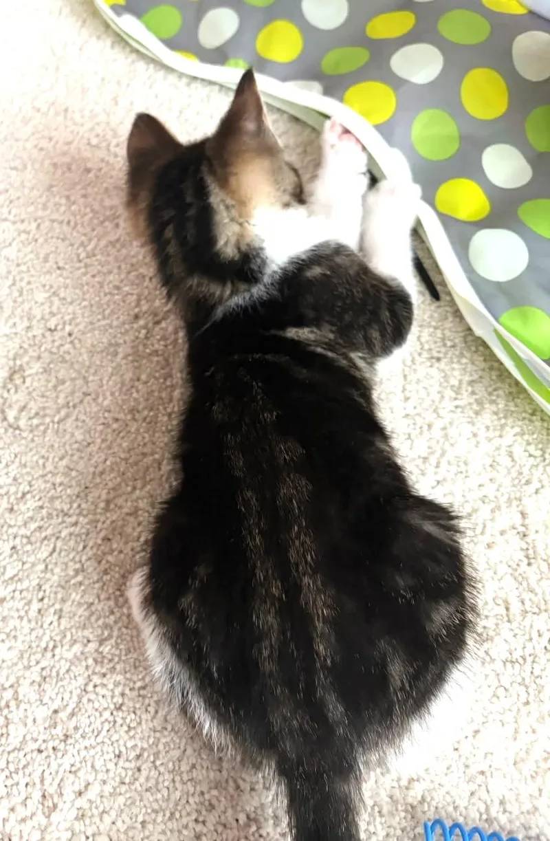 Chickpea thumbnail 2