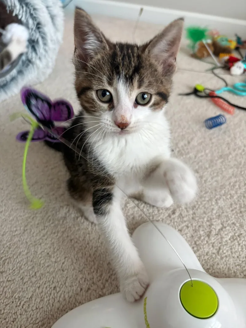 Chickpea thumbnail 3