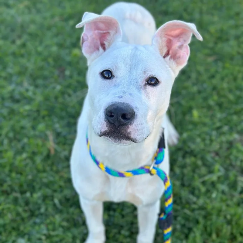 A baby medium-sized male White / Cream Mixed Breed dog named Oogie Boogie for adoption in Philadelphia, PA