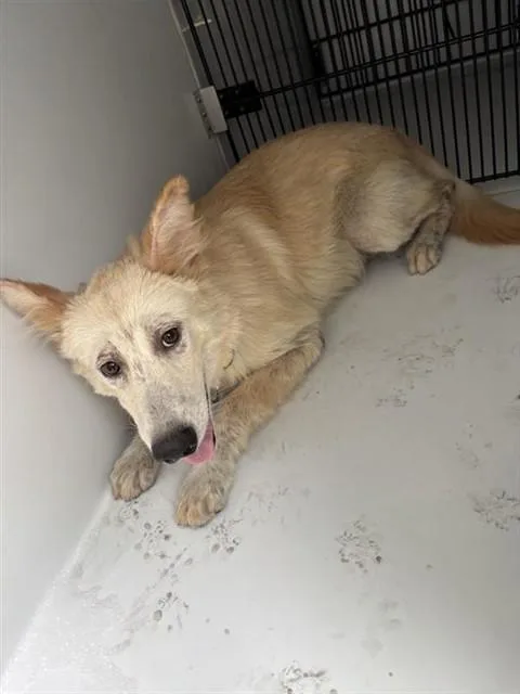 A young medium-sized female Siberian Husky dog named A for adoption in Houston, TX