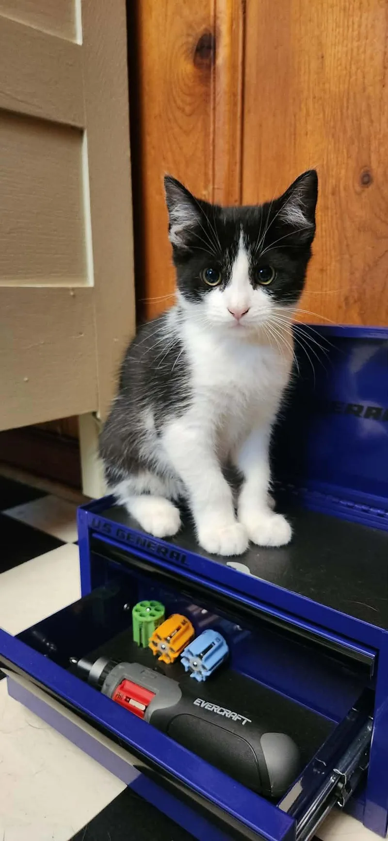 A baby medium-sized male Black & White / Tuxedo Domestic Short Hair cat named Howie for adoption in Powder Springs, GA