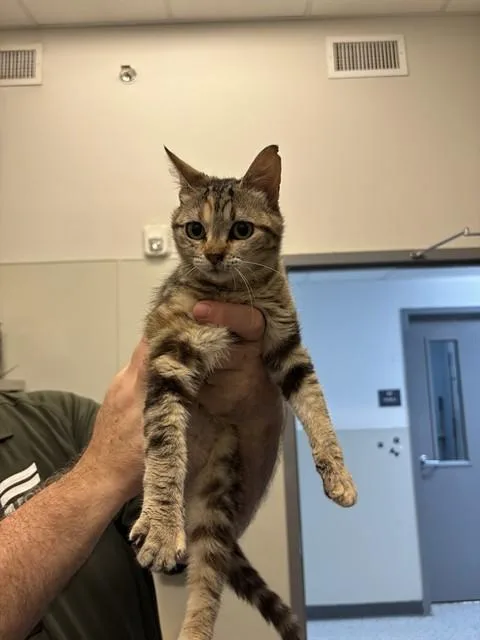 A young medium-sized female Domestic Short Hair cat named Lovey for adoption in Forney, TX