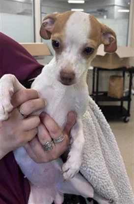 A young small-sized female Chihuahua dog named Santa Fe for adoption in Hagerstown, MD