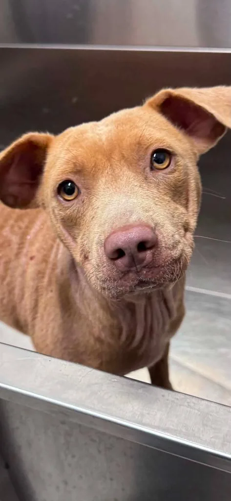 A young medium-sized female Pit Bull Terrier dog named Layla Jean for adoption in East Ridge, TN