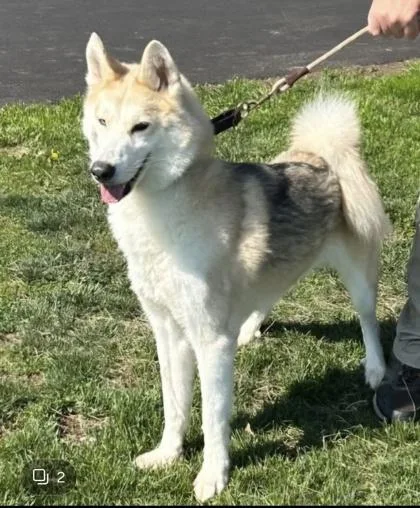 An adult medium-sized male Siberian Husky dog named Sherlock for adoption in Bridgewater, NJ