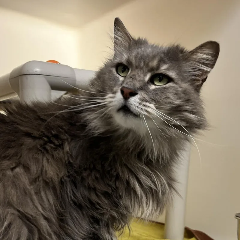 An adult large-sized male Gray / Blue / Silver Domestic Medium Hair cat named Flint for adoption in Harrisonburg, VA