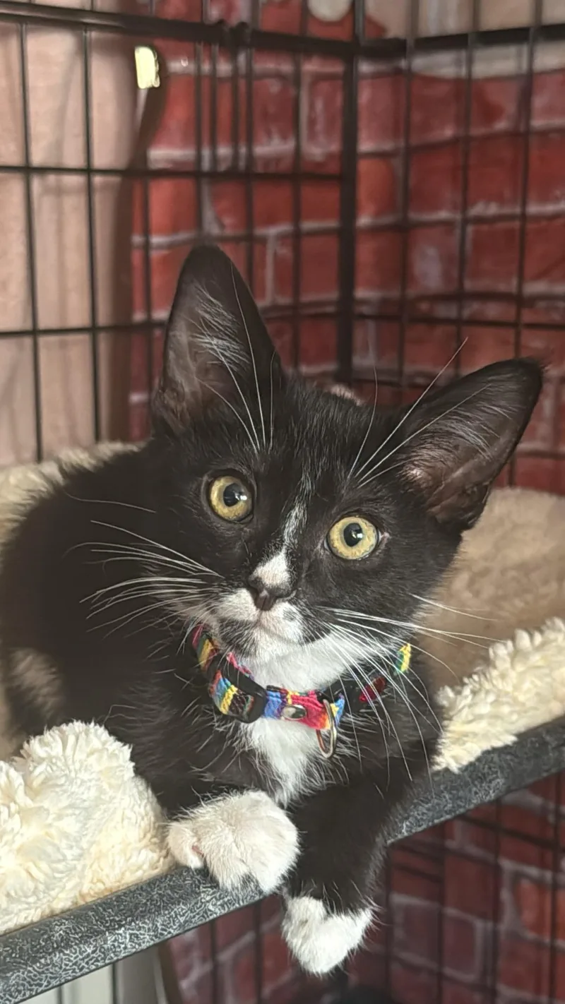 A baby small-sized male Domestic Short Hair cat named Rudy for adoption in South Pasadena, CA