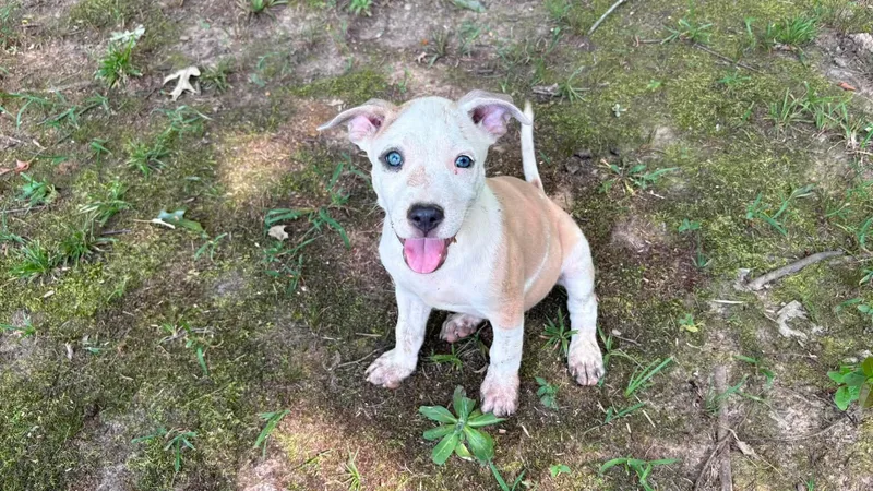 A baby medium-sized female Australian Cattle Dog / Blue Heeler dog named Betty for adoption in Berwick, ME