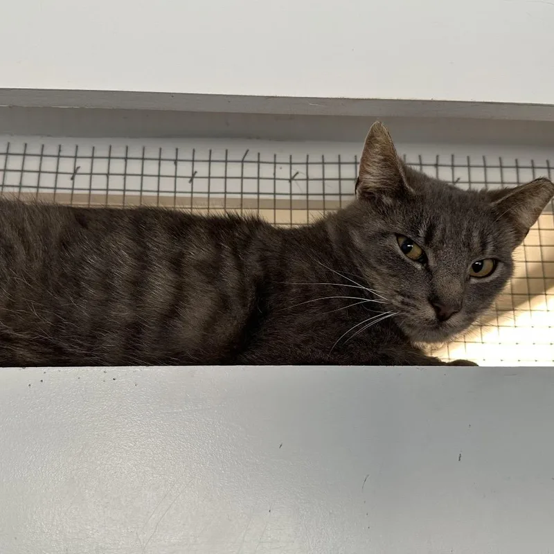 An adult medium-sized male Gray / Blue / Silver Domestic Short Hair cat named Mr. Wind for adoption in Quakertown, PA