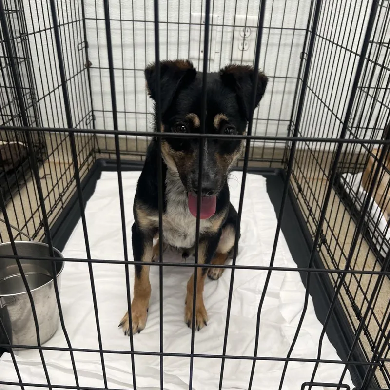 A young medium-sized male Black Mixed Breed dog named Carlos for adoption in LOXAHATCHEE, FL