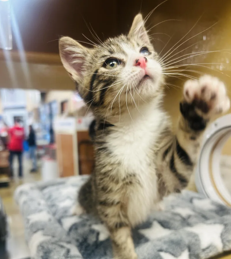 A baby medium-sized male Tabby (Brown / Chocolate) Domestic Short Hair cat named Float for adoption in Fairfax, VA