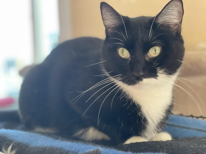An adult medium-sized female Black & White / Tuxedo Domestic Short Hair cat named Penny for adoption in Lacon, IL