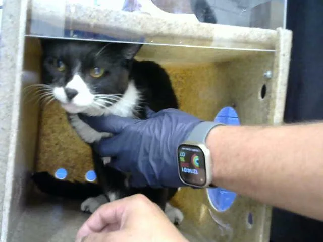 A senior medium-sized male Domestic Short Hair cat named Kovan for adoption in Albuquerque, NM