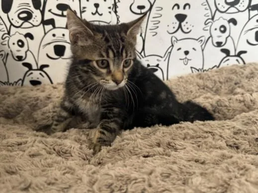 A baby medium-sized male Domestic Medium Hair cat named Thomas for adoption in San Pedro, CA