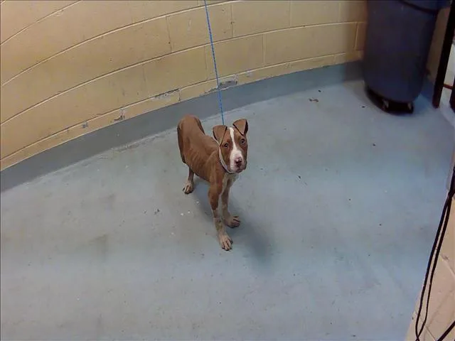 A baby small-sized female Pit Bull Terrier dog named Gordita for adoption in Tulsa, OK