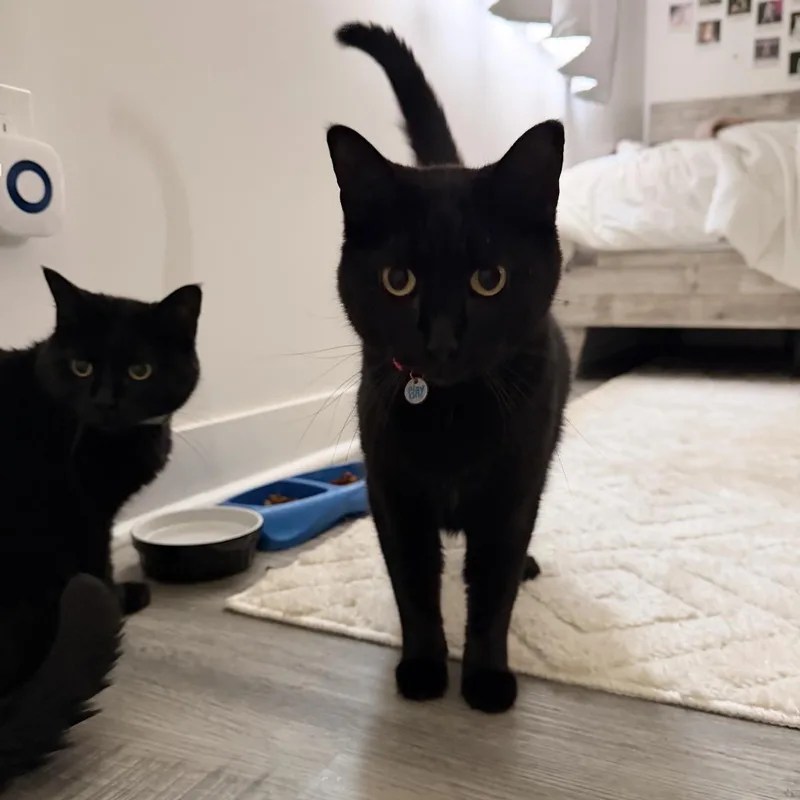 An adult medium-sized female Black Domestic Short Hair cat named Pixie for adoption in Omaha, NE