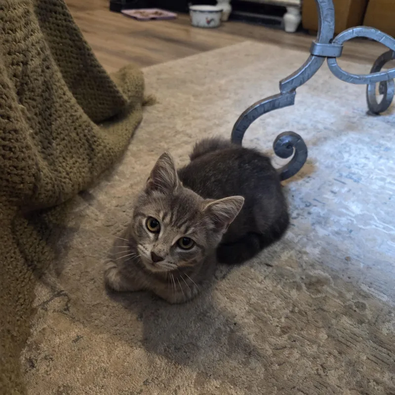 A young medium-sized male Tabby (Gray / Blue / Silver) Domestic Short Hair cat named Ricky for adoption in Fairfax, VA