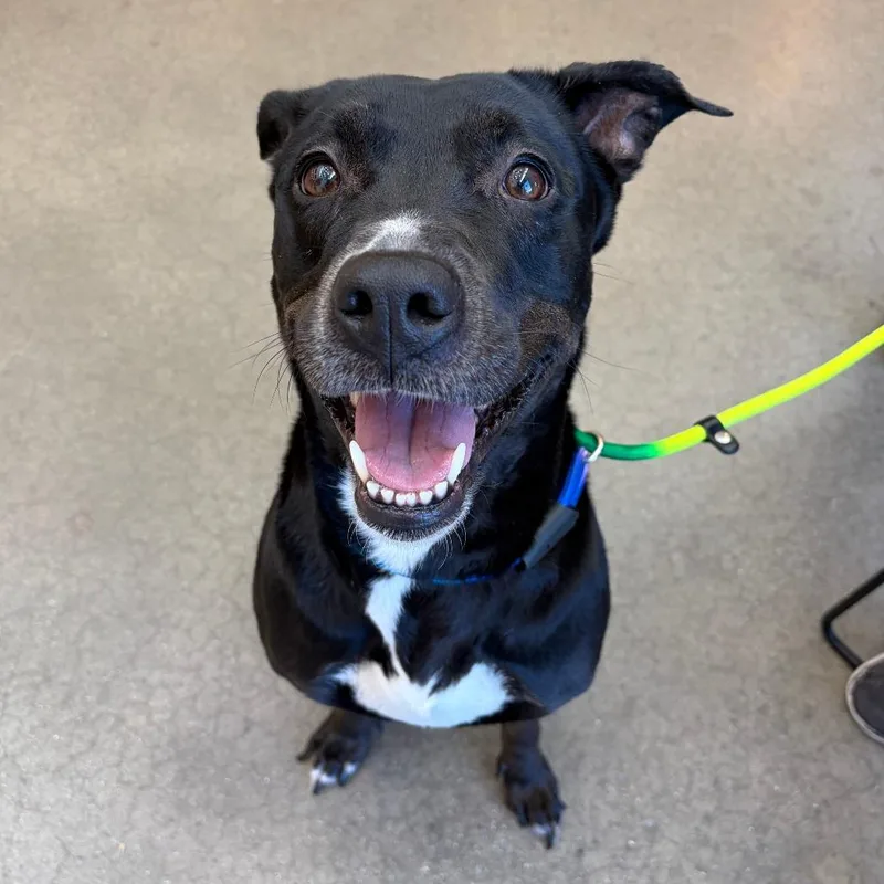 An adult large-sized female Black Labrador Retriever dog named Yorkstray for adoption in York, PA