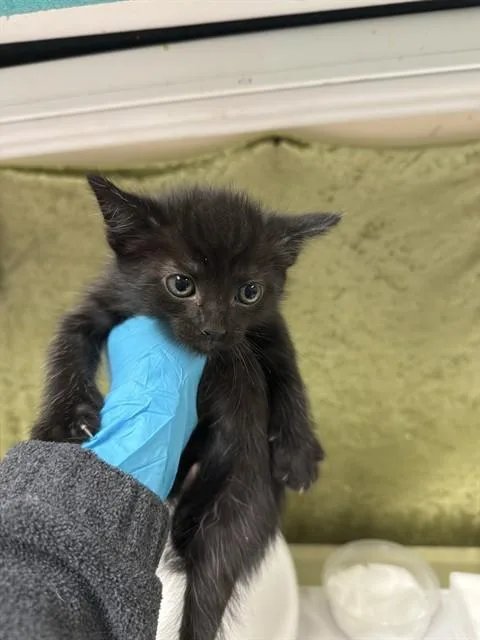 A baby small-sized male Domestic Short Hair cat named Charlie for adoption in Riverside, CA
