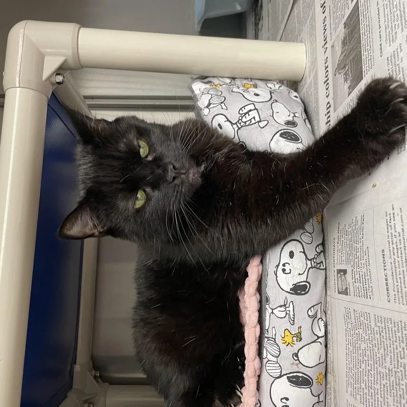 An adult medium-sized female Black American Shorthair cat named Luna for adoption in North Kingstown, RI